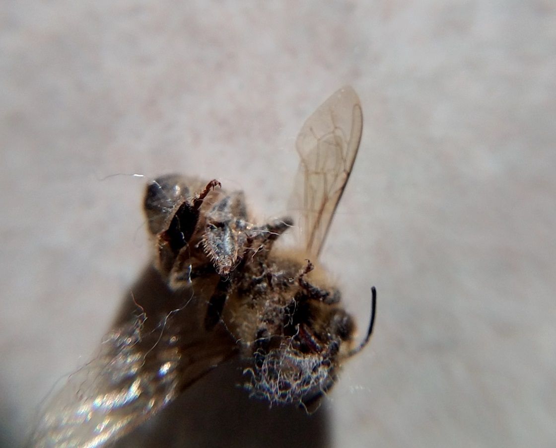 steemit-enternamehere-bee-macro-fuzz-fiber.jpg