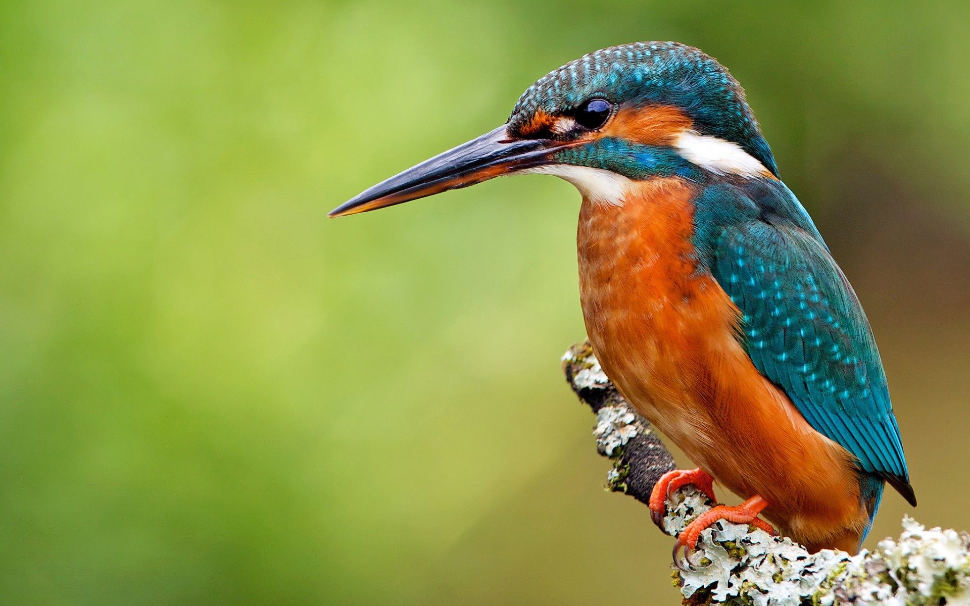 common-kingfisher-wallpaper.jpg