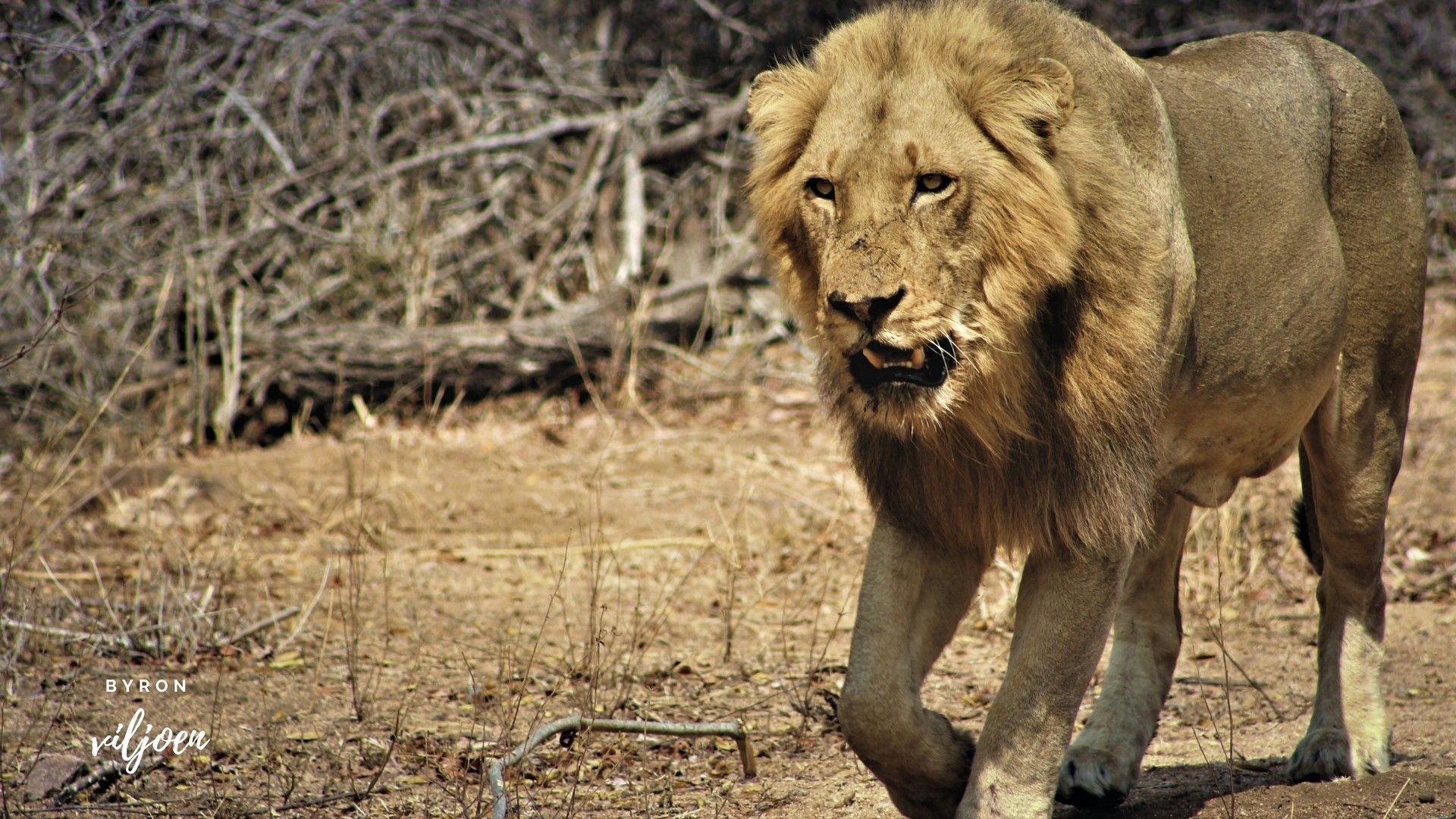 lion3.jpg