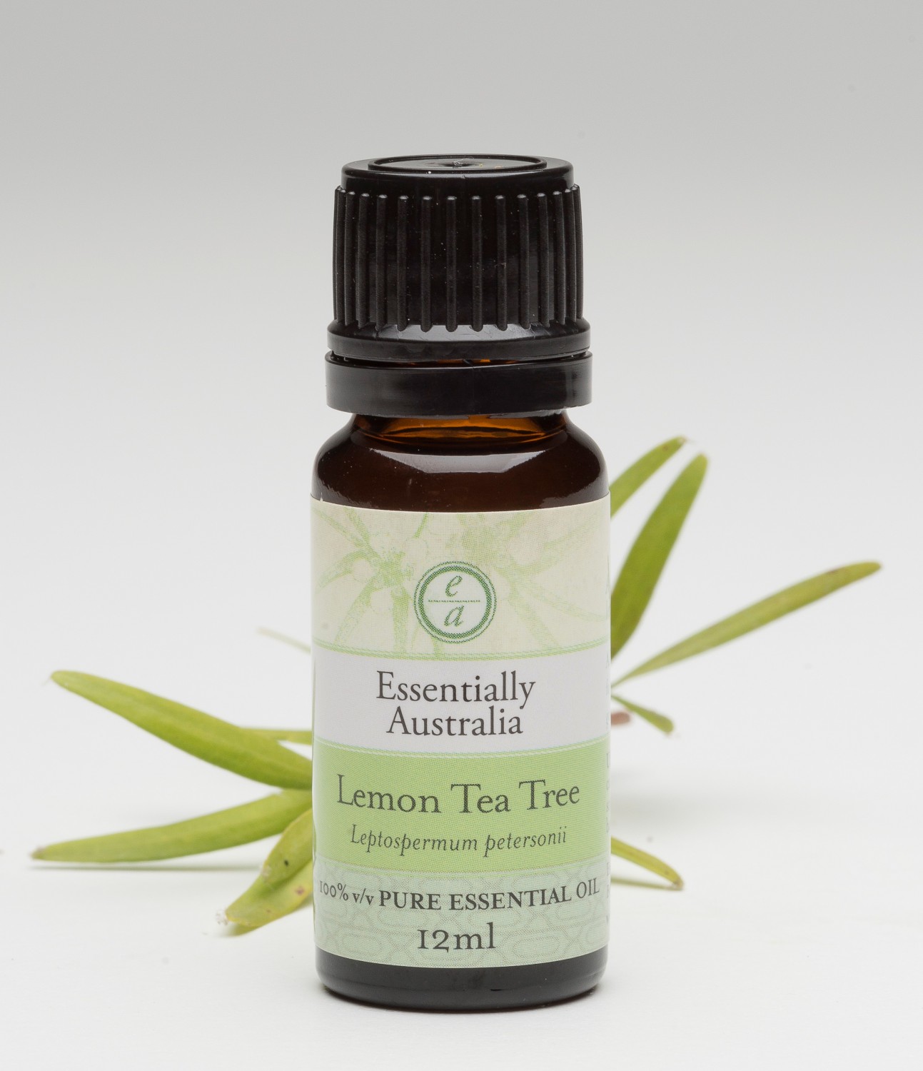 Lemon-Tea-Tree-and-leaves-Copy.jpg