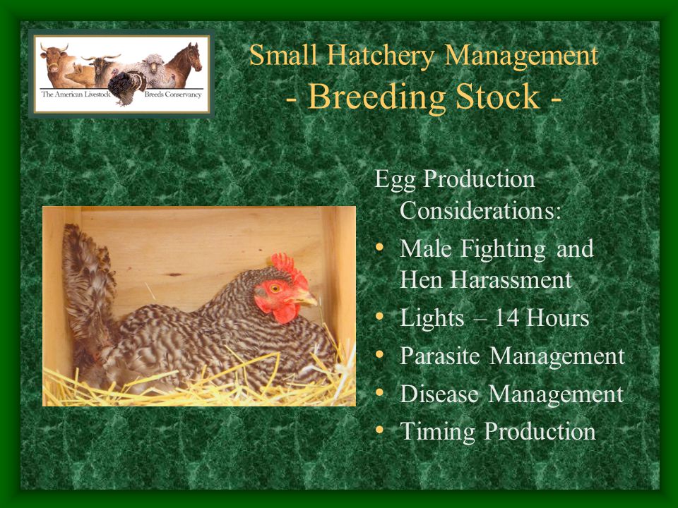 Small+Hatchery+Management+-+Breeding+Stock+-.jpg