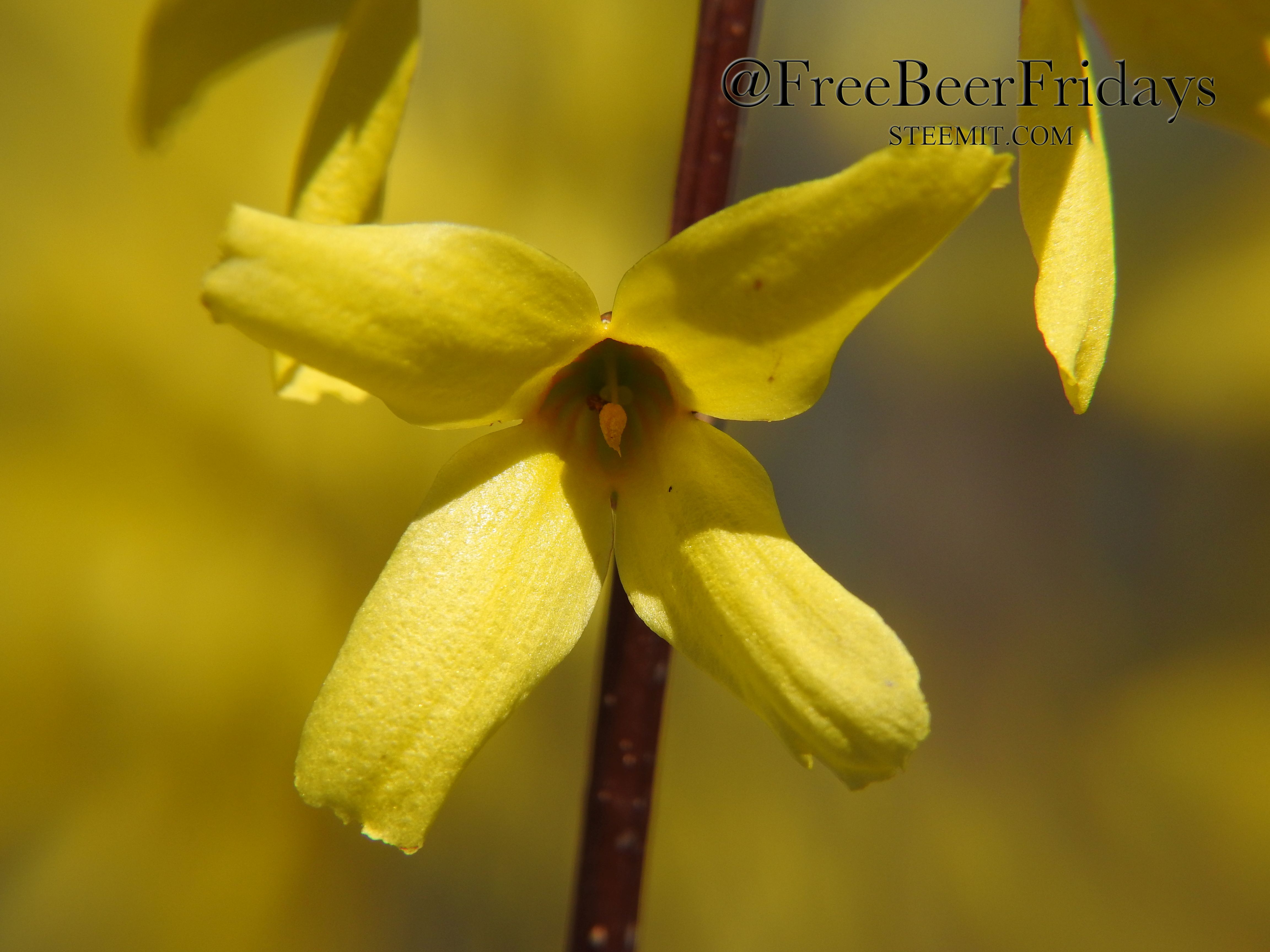 Forsythia.jpg