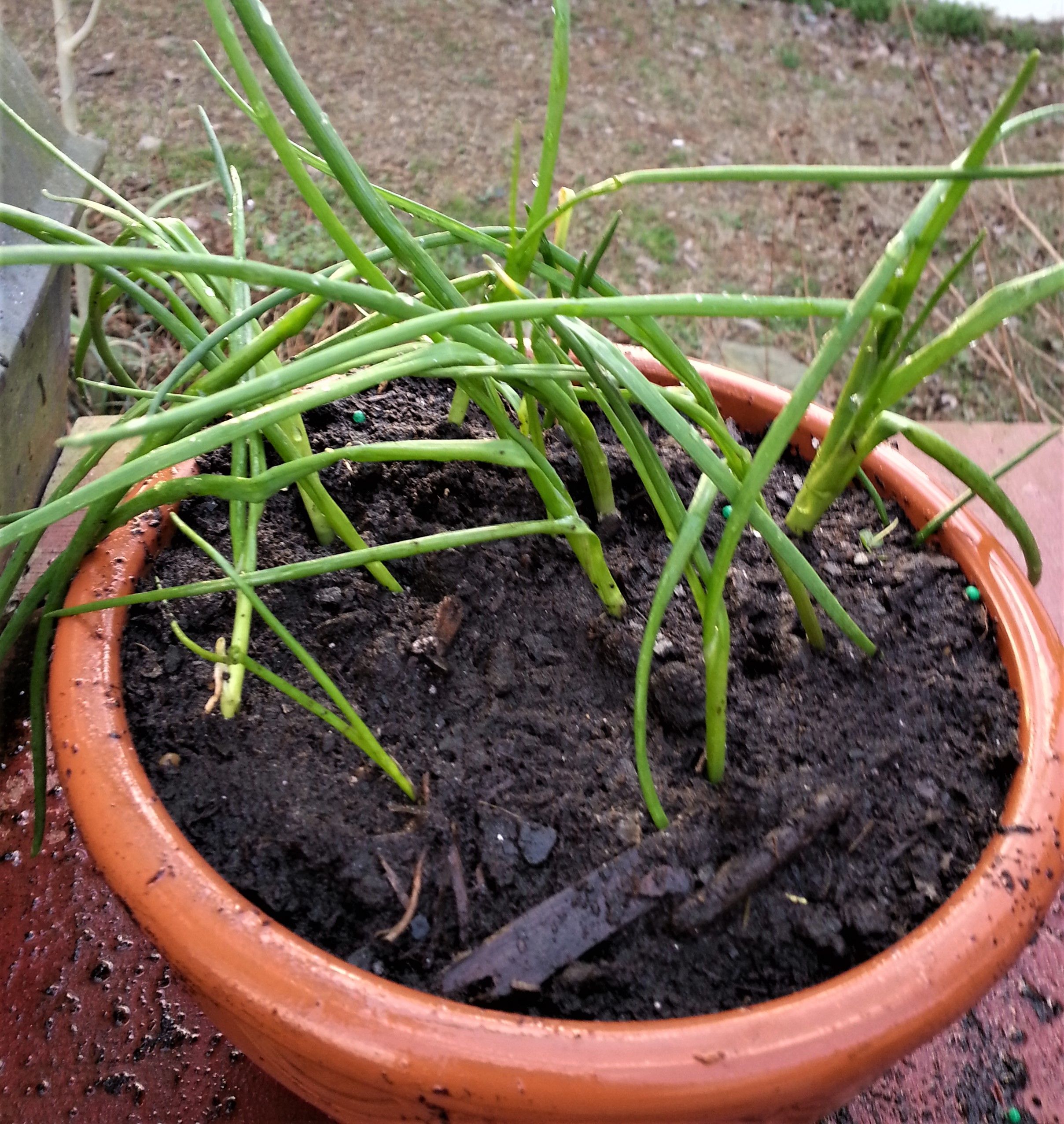 watered well.jpg