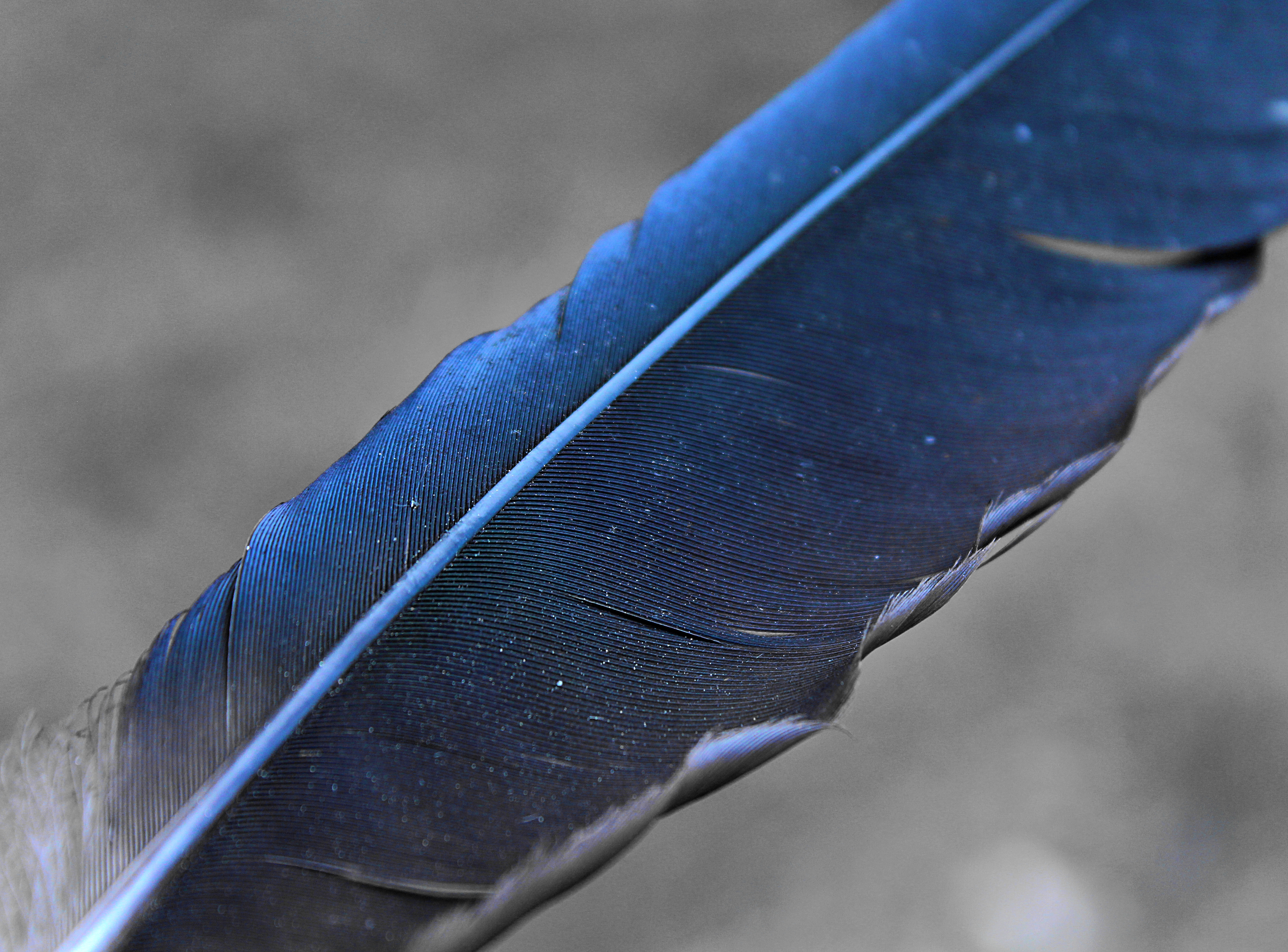 blue feather.jpg