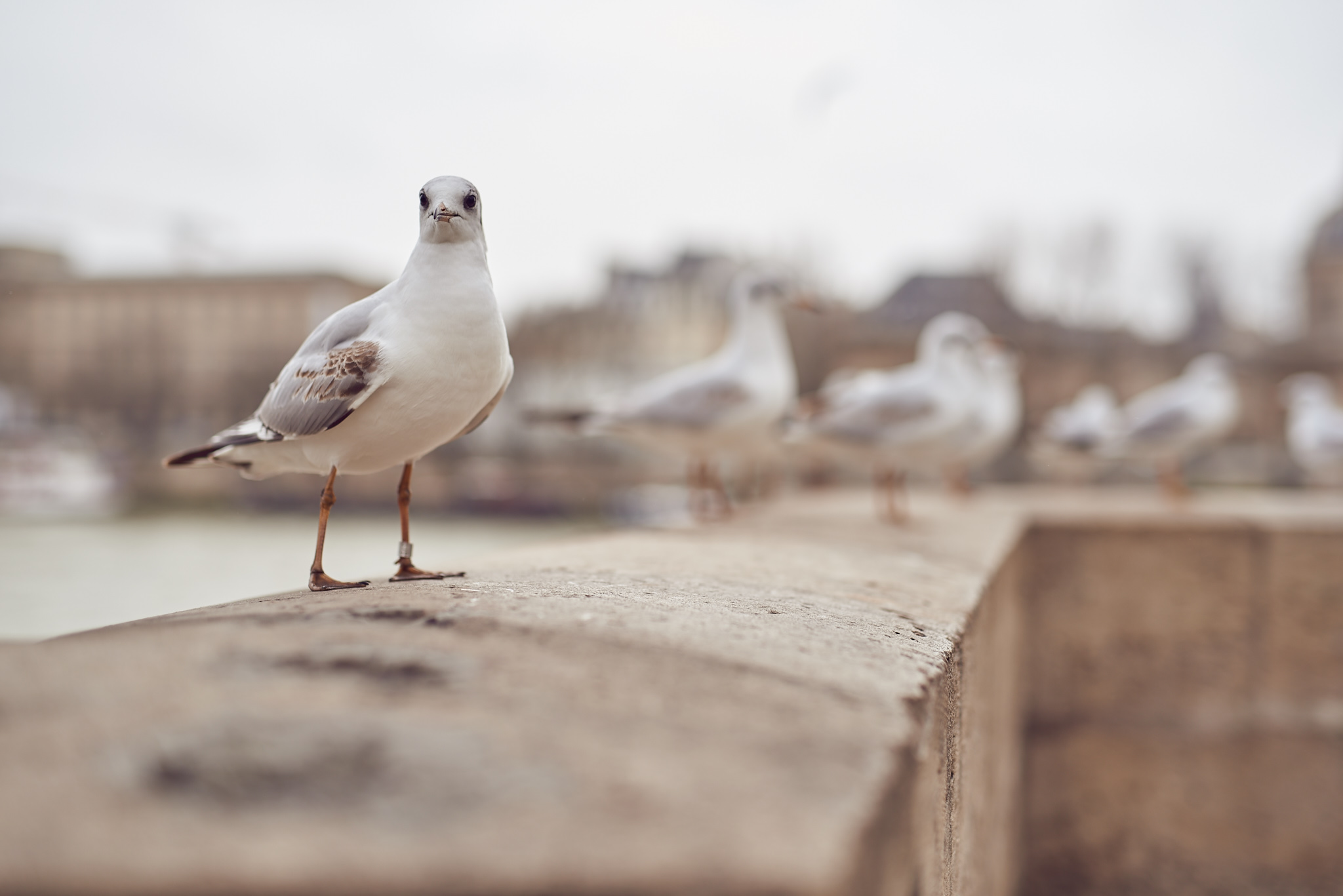 Paris 50mm- 206.jpg