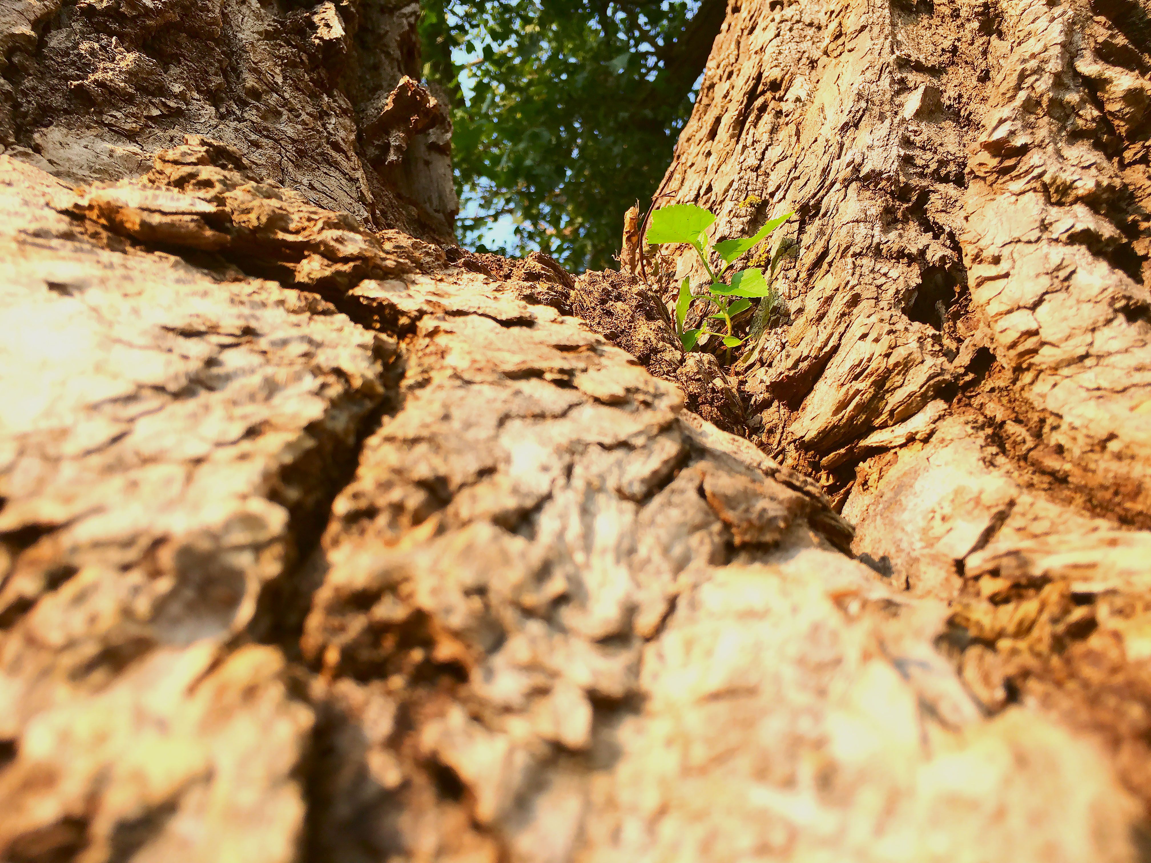 tree.jpg