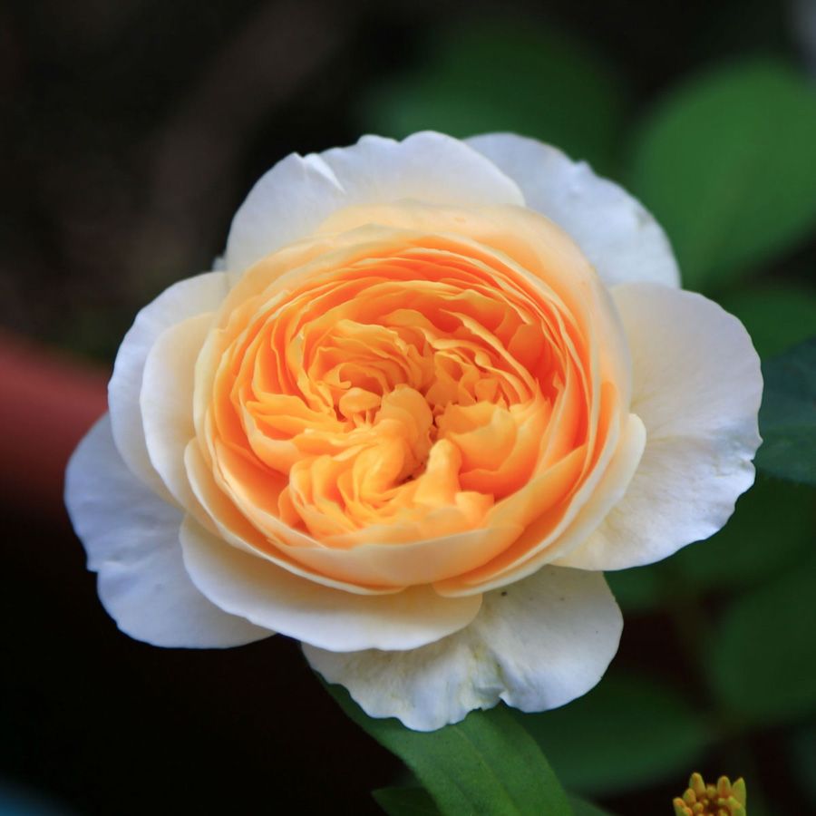 Flower Photos: Most Expensive Flowers - Juliet Rose