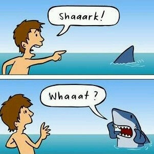 755cf8d86b589dc5aa79ec4440065655--shark-week-humor-shark-week-funny.jpg