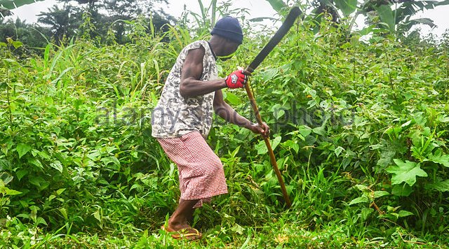 liberian-man-land-clearing-grass-with-a-machete-in-northern-liberia-e7jjwj.jpg