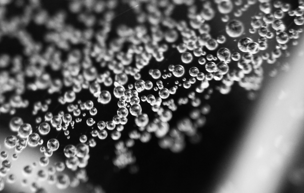 10993153531 - afternoon dew drops cling to a spiders web in the bw.jpg