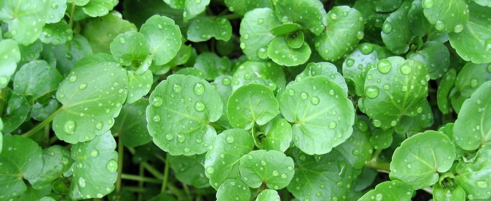 watercress-970x397.jpg