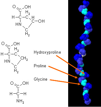 Collagen_(alpha_chain).jpg