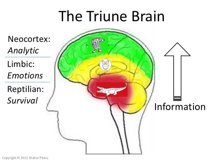 Tryiune brain