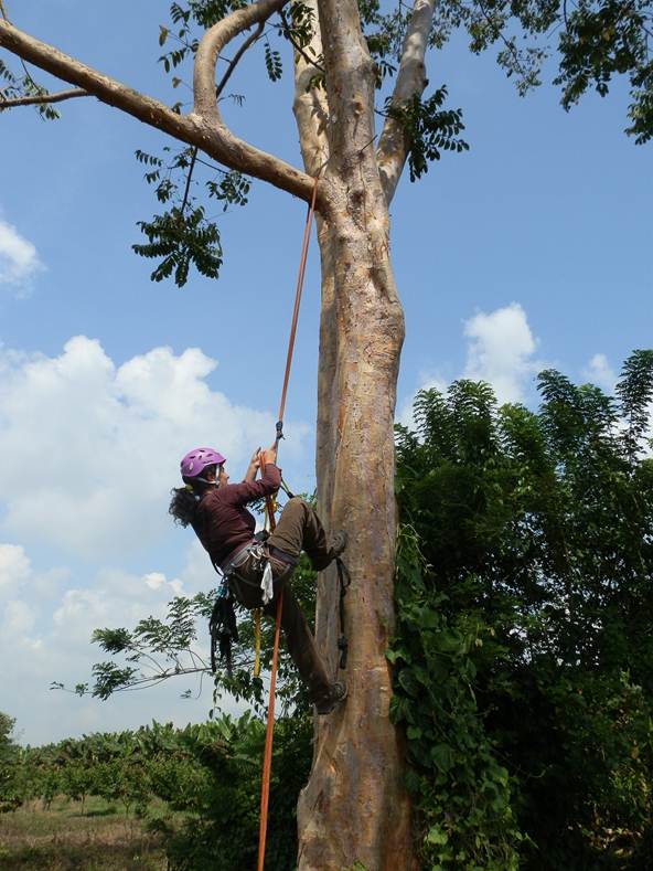 escalada bursera kasteniana.jpg