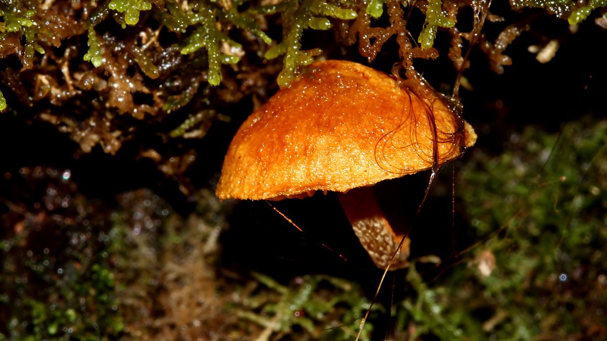 Fungi Unknown 1.jpg