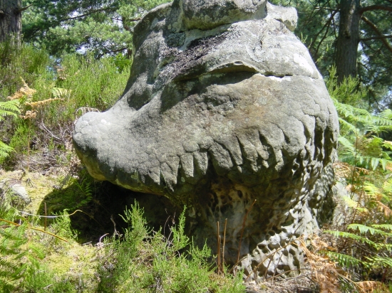 crocodile - biorespire.jpg