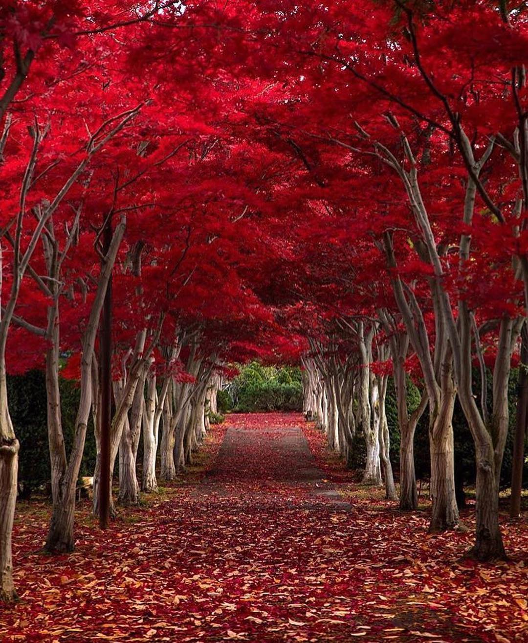 Hokkaido, Japan.jpg