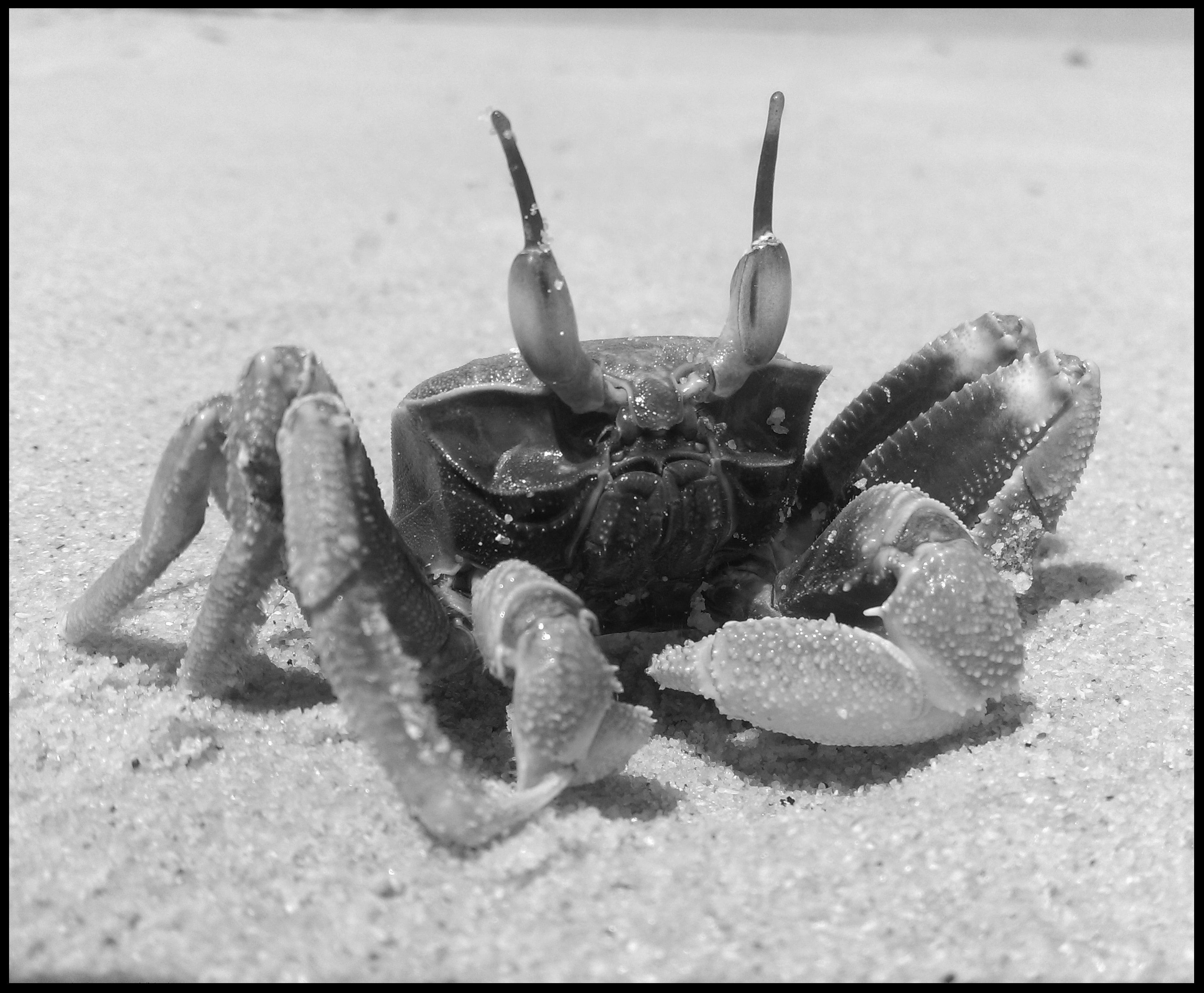 crab bw.jpg