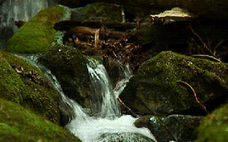 nature-04.gif
