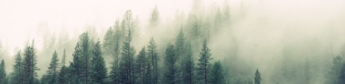 fog-forest-haze-4827-824x550.jpg