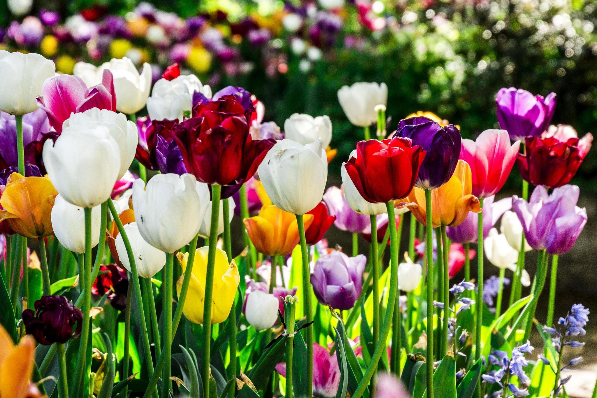 colors-Tulips.jpg