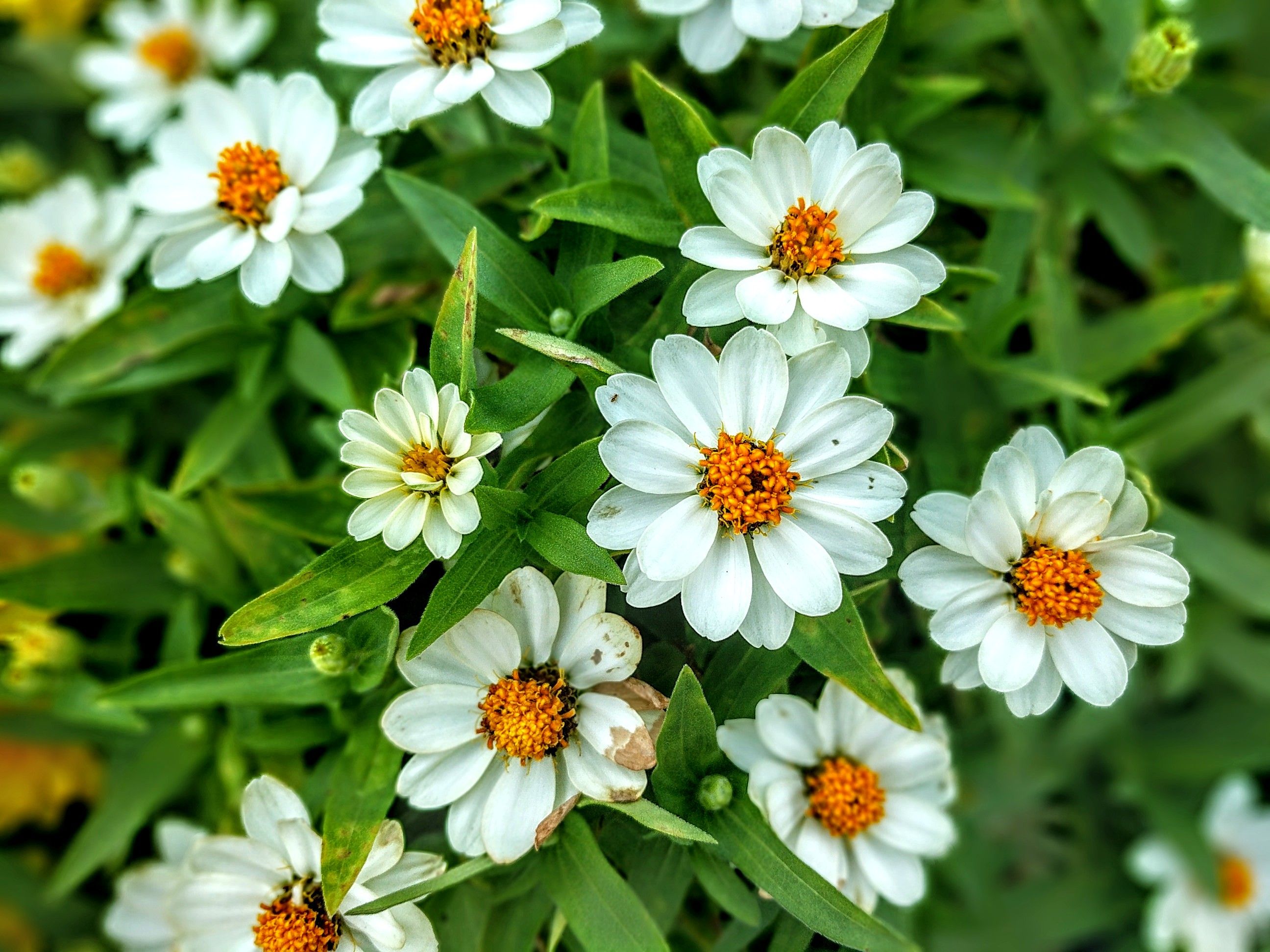 flower-white-orange.jpg