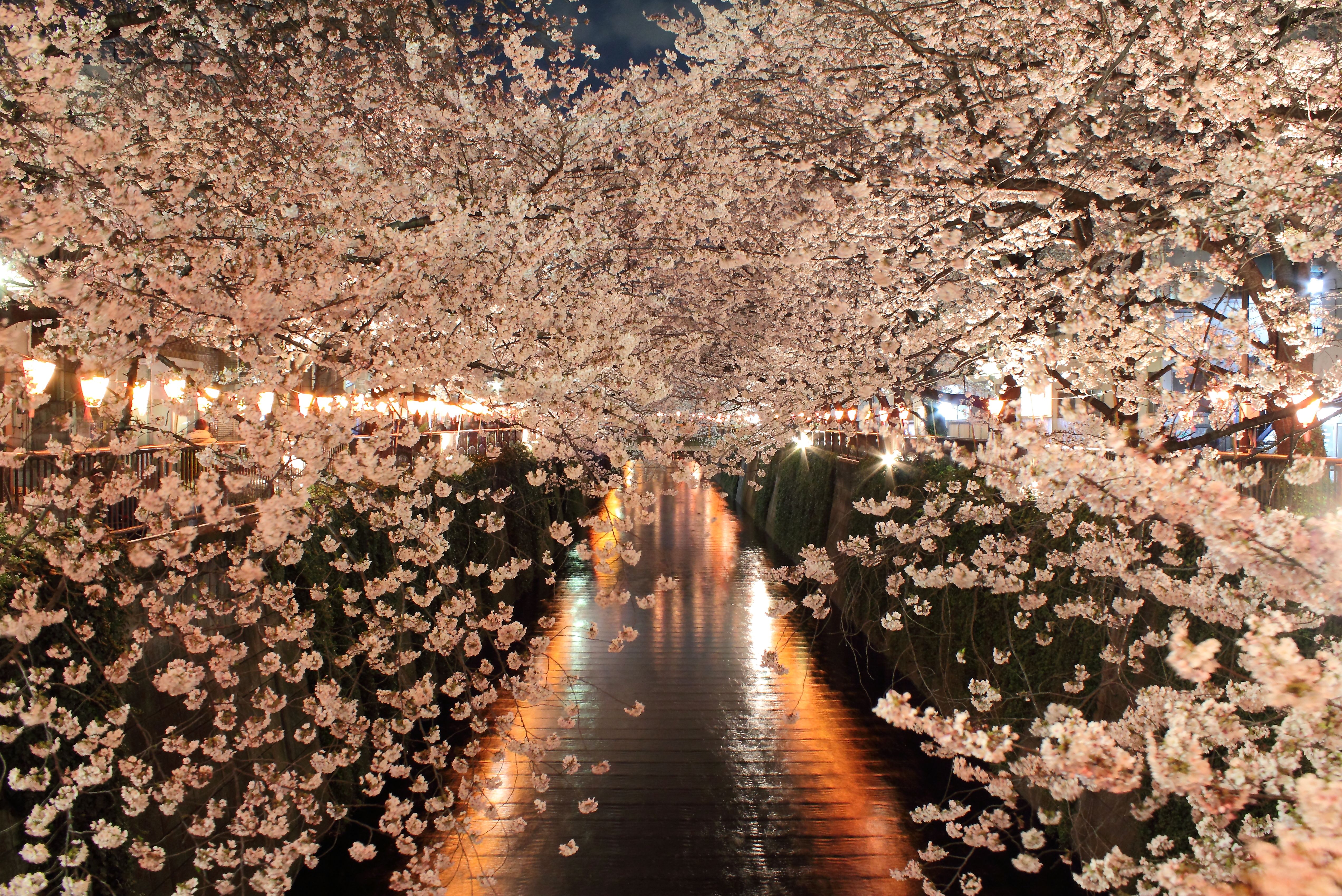 Meguro_River_-_sakura_2.JPG