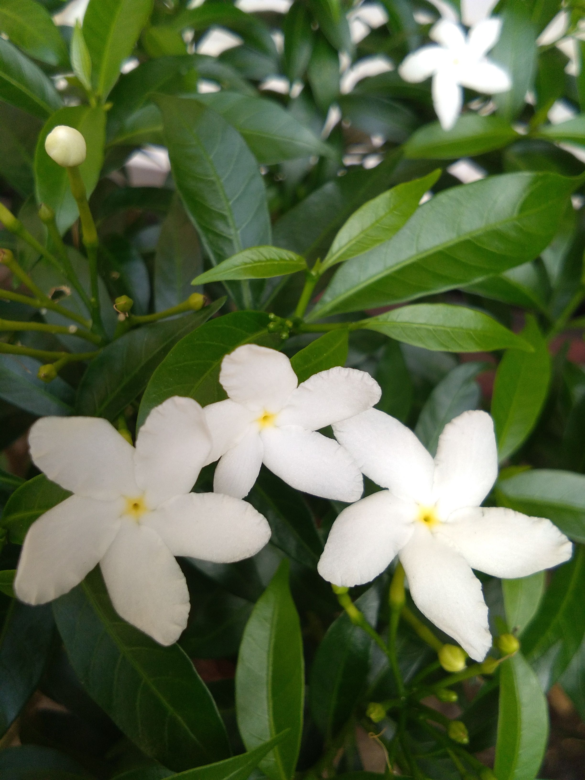 32 Foto Bunga Melati Putih Galeri Bunga Hd