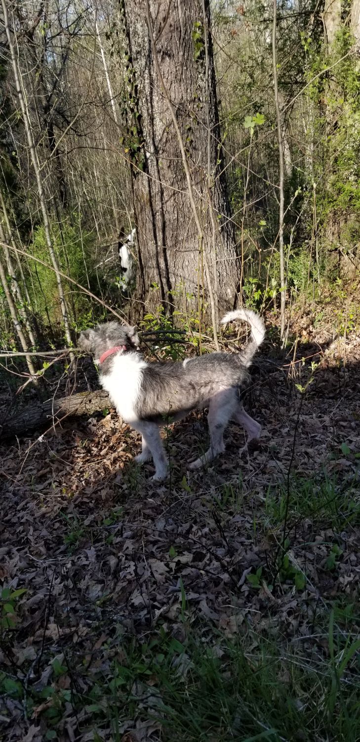 20180419_173039 - white kitty escaping Lolo.jpg