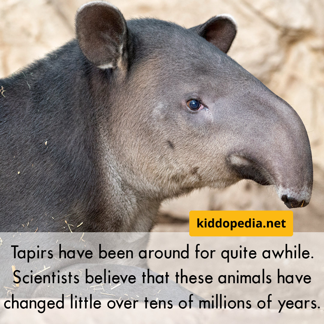 15 Tapir.png