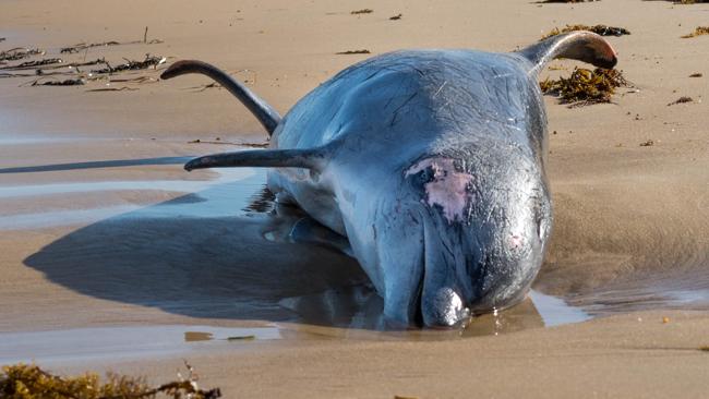dead-dolphin-adelaide.jpg