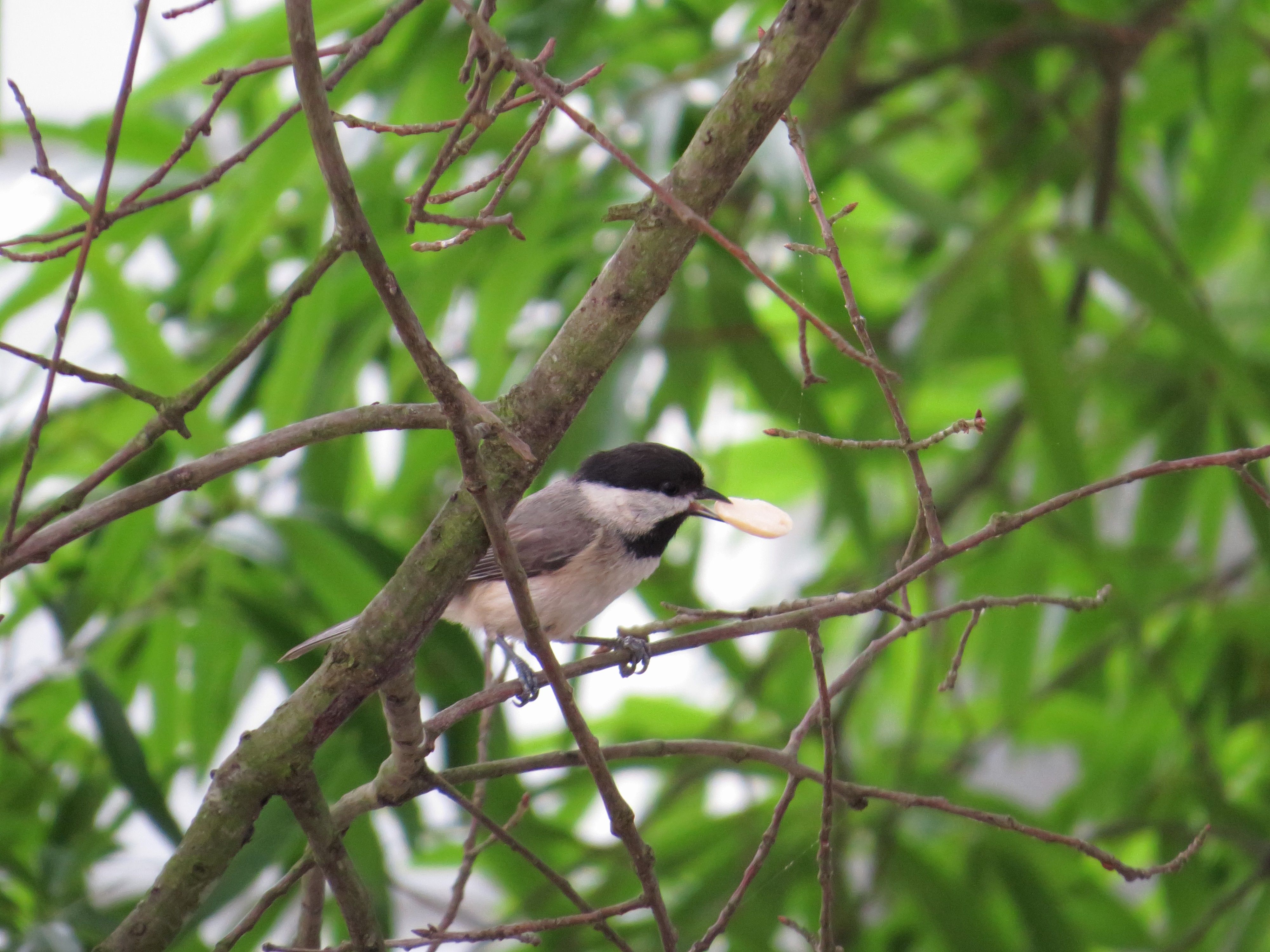 Chickadee peanut.JPG