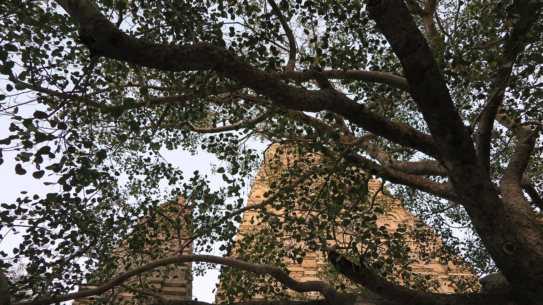 Bodh Gaya with tree.jpg