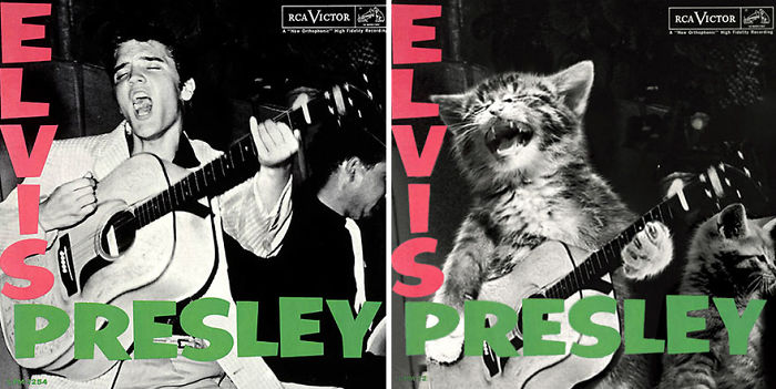 This-guy-created-very-cute-covers-of-the-music-world-replacing-singers-with-cats-5a2e806b81f81__700.jpg