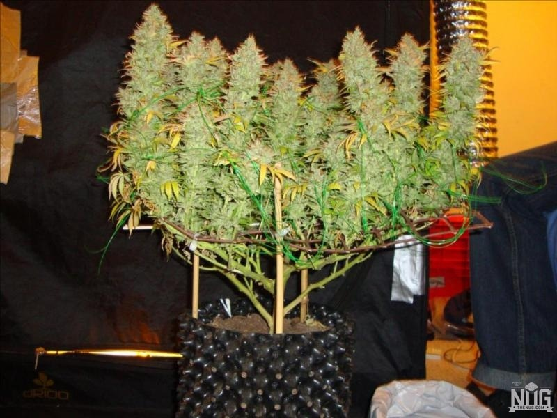 марихуана способ выращивания
