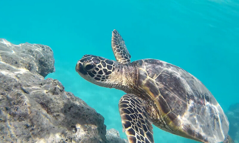 Honu_800x480.jpg