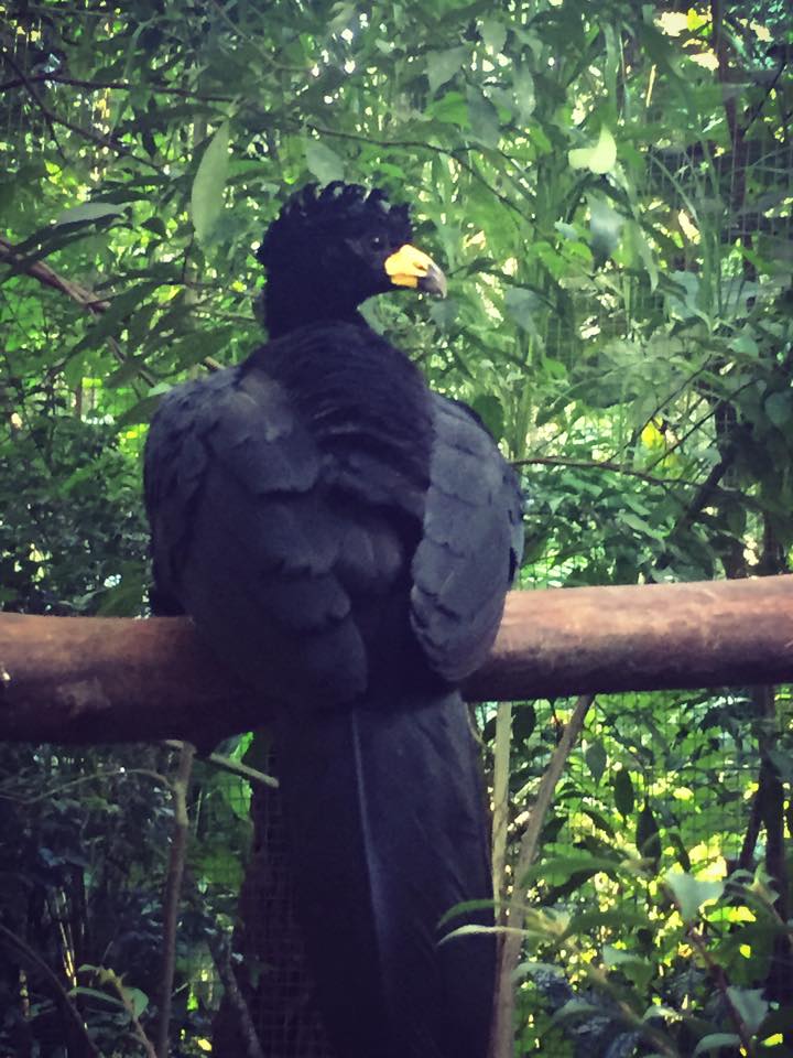 Bird Park 01.jpg