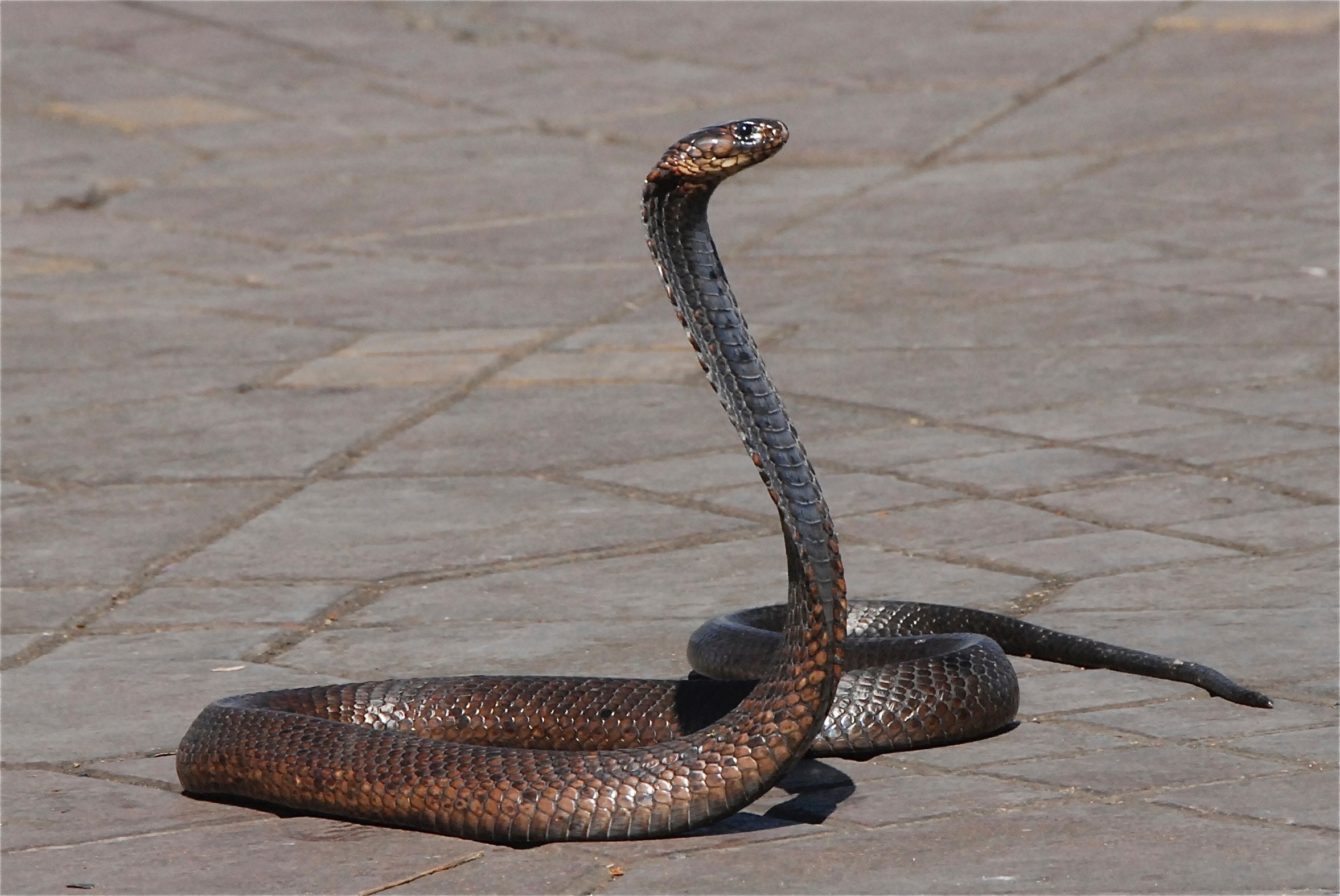snake-1758994.jpg