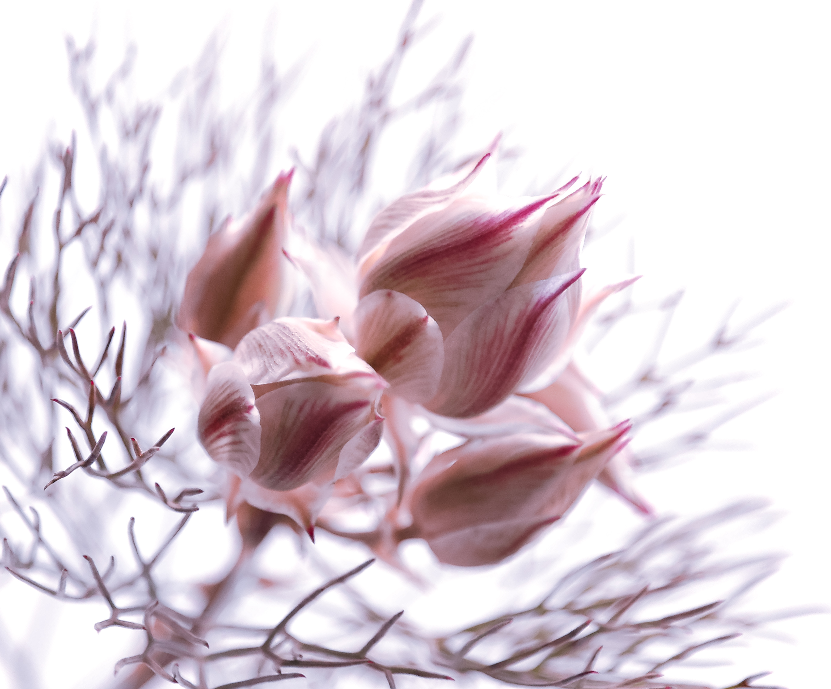 Pink Flower bud.jpg