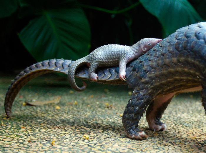 baby-pangolin-facts-13-580f4b3e04aab__700.jpg