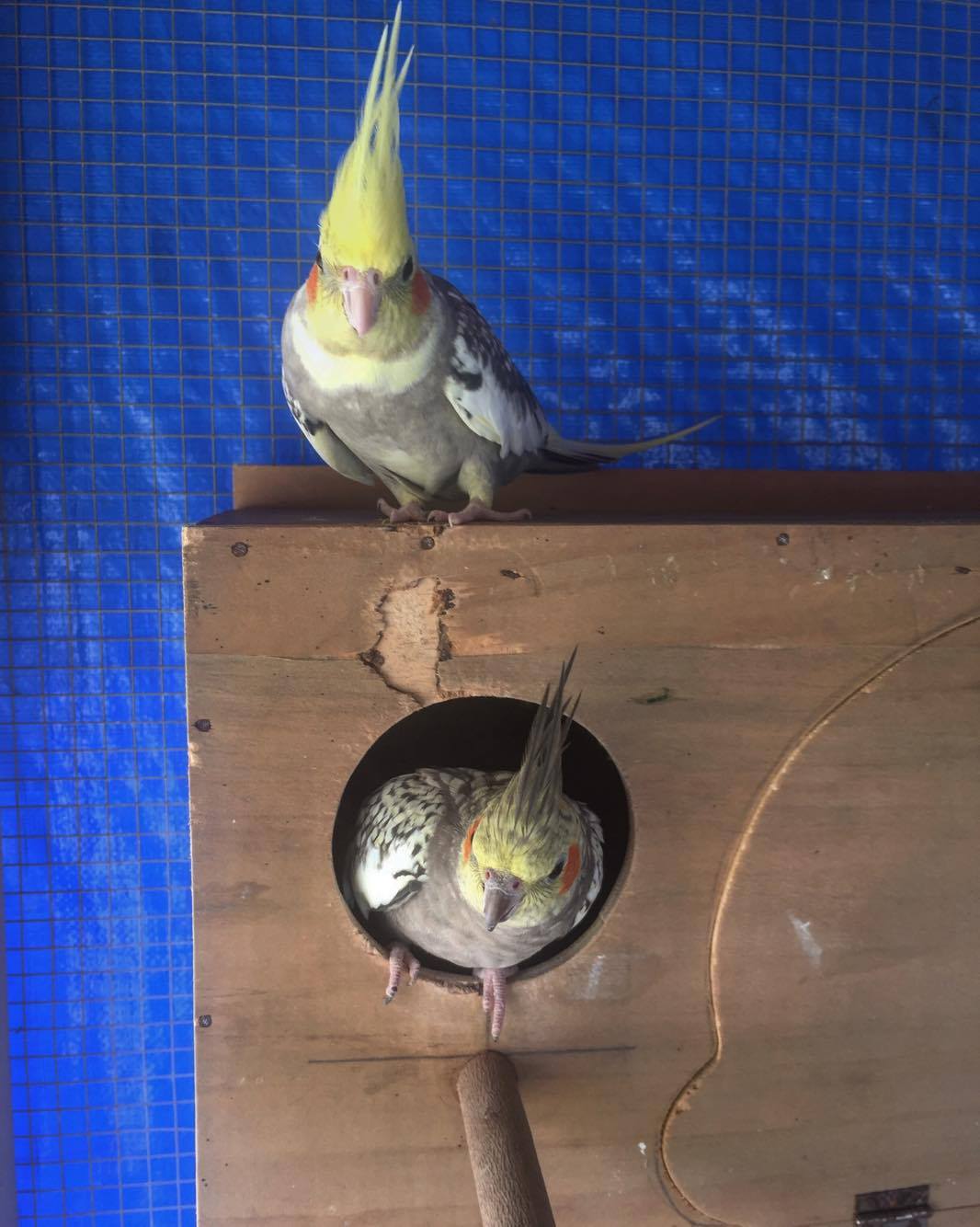 Cockatiel best sale for beginners