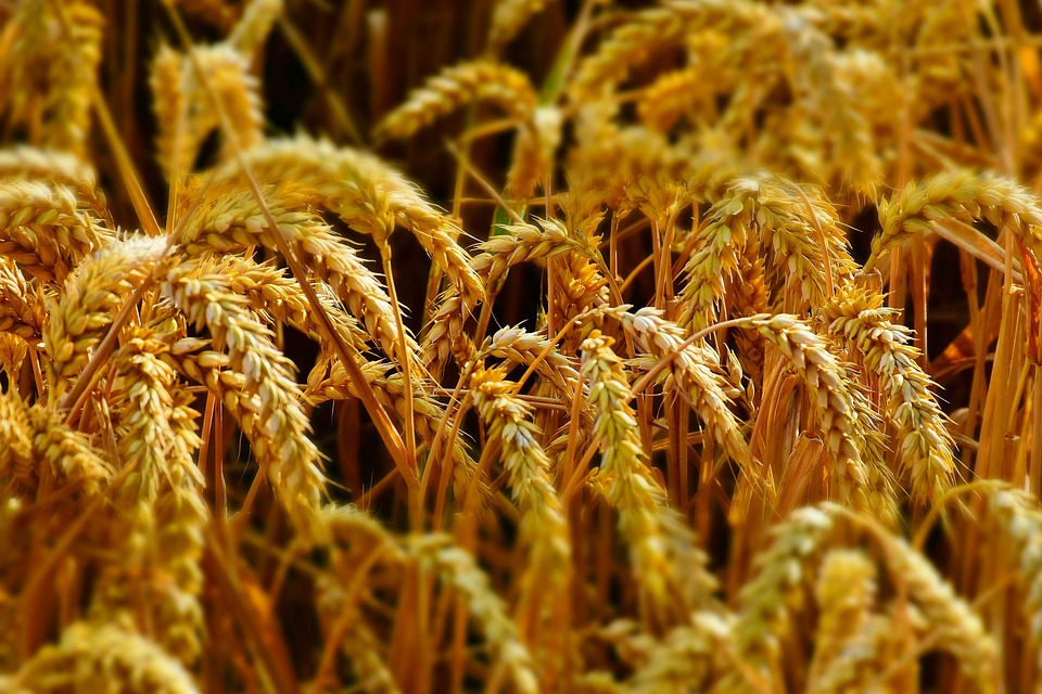 wheat-2536371_960_720.jpg