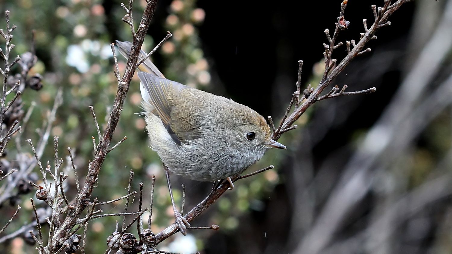 Tasmanian_Thornbill-Narawntapu.jpg