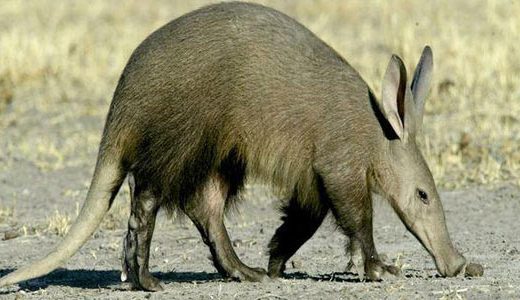 az_aardvark-520x300.jpg