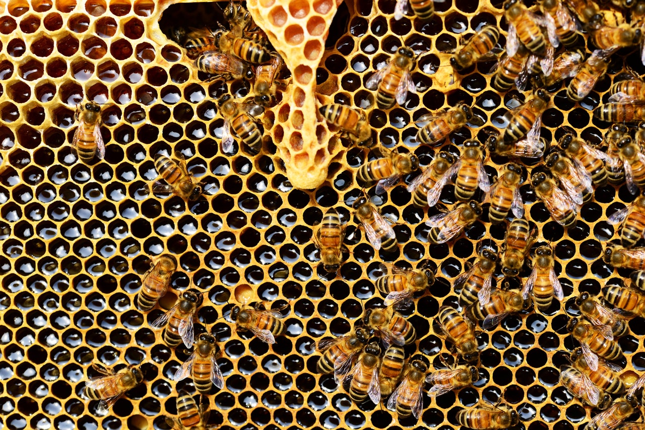 queen-cup-honeycomb-honey-bee-new-queen-rearing-compartment-56876 (1).jpeg