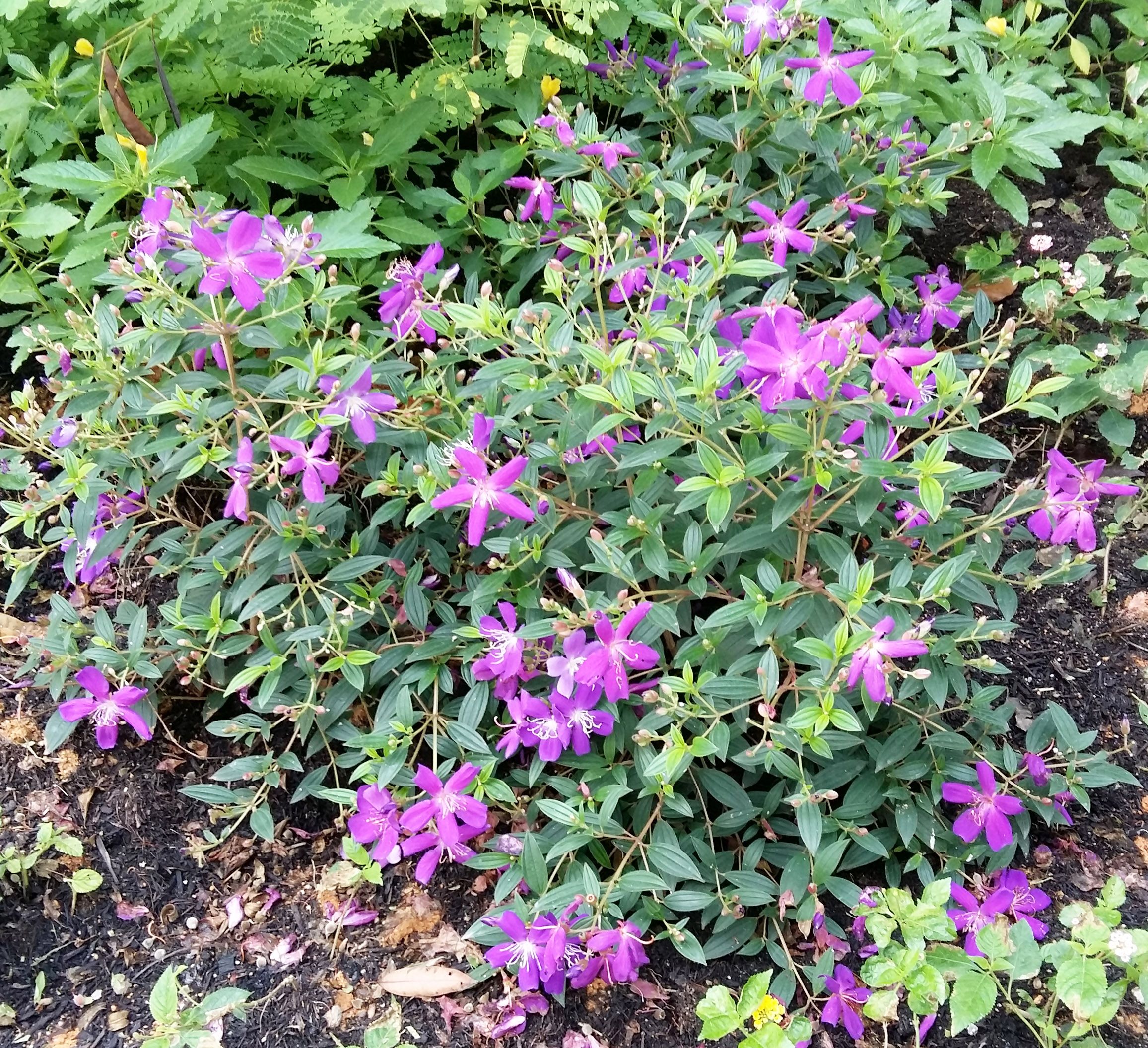 Tibouchina urvilleana Glory Bush.jpg