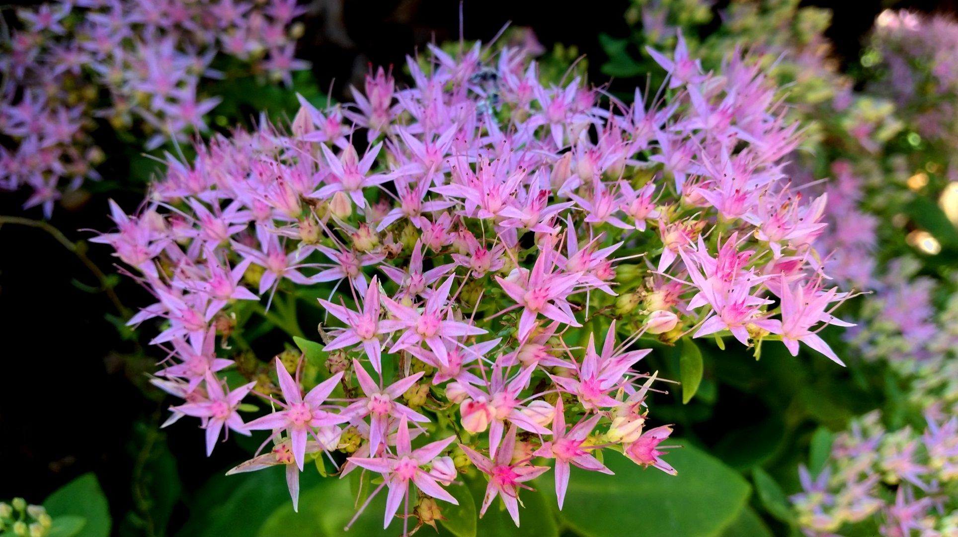 indaco sedum.jpg