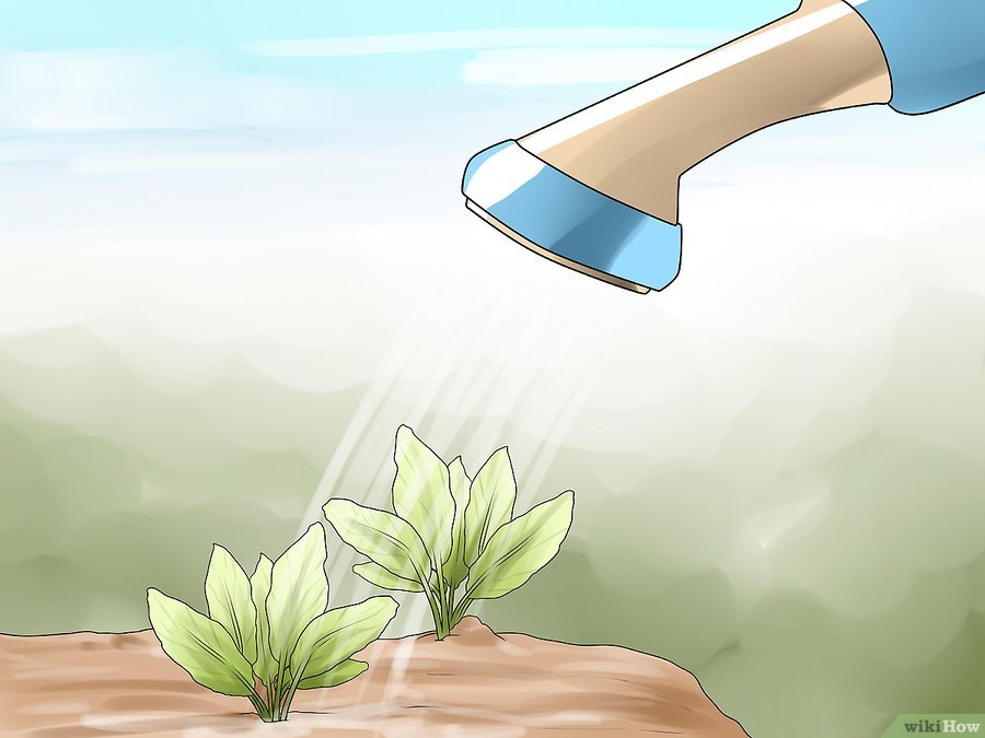 v4-900px-Choose-the-Best-Time-for-Watering-the-Garden-Step-1.jpg