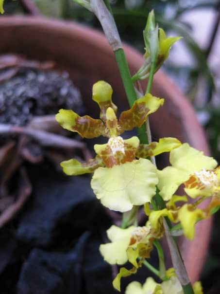 oncidium.jpg