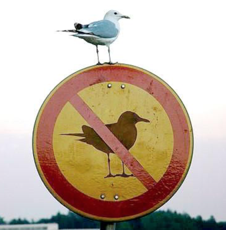 no bird.png